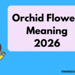 Orchid Flower Meaning